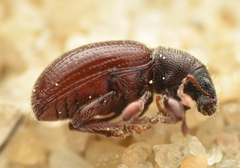 Barypeithes pellucidus