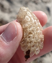 Ranella australasia
