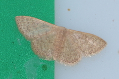 Idaea uniformis