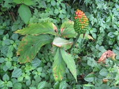 Equatorial Jack-in-the-pulpit (Arisaema aequinoctiale)