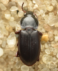 Pterostichus vernalis