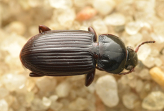 Pterostichus vernalis