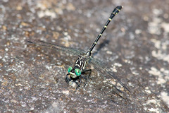 Stylogomphus albistylus