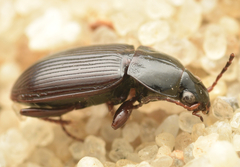 Pterostichus vernalis