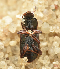 Pterostichus vernalis
