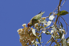 Psitteuteles versicolor