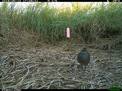 Gallirallus philippensis mellori