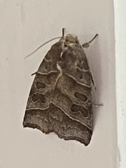 Ipimorpha retusa