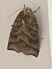 Ipimorpha retusa