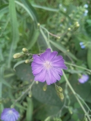 Lactuca tatarica