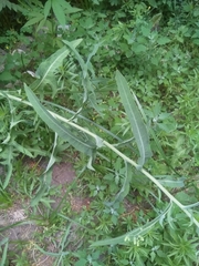 Lactuca tatarica