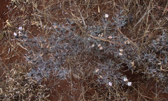 Blepharis petalidioides