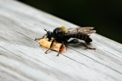 Laphria ephippium