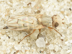 Tetanops myopina