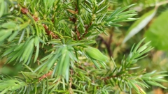 Oligotrophus juniperinus