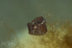 Goniodoris meracula