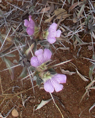 Blepharis petalidioides