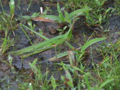 Acrida conica