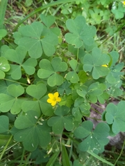Oxalis stricta