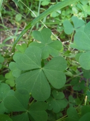 Oxalis stricta