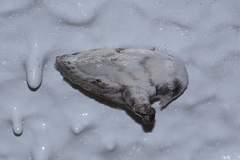 Niphopyralis chionesis