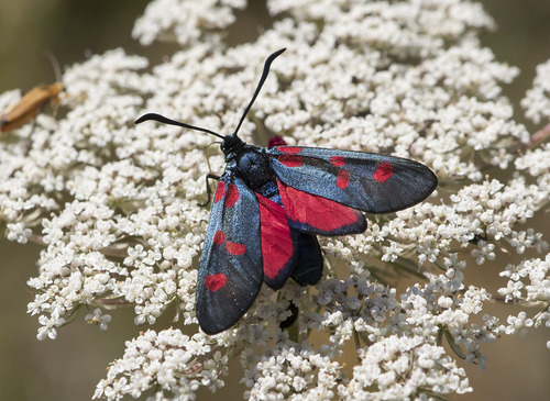 Five-spot Burnet, 09292 Quintanavides, Burgos, Spain, photo 8 of 10