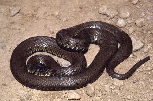 Natrix helvetica