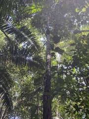 Socratea