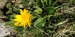 Doronicum clusii