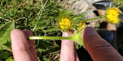 Doronicum clusii