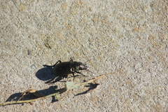 Calosoma cancellatum