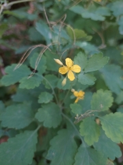 Chelidonium majus