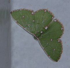 Argyrocosma inductaria