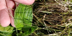 Doronicum clusii