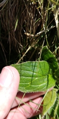 Doronicum clusii