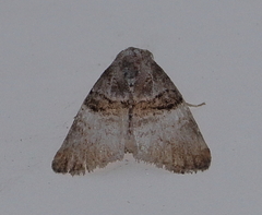 Acatapaustus mesoleuca