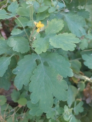 Chelidonium majus