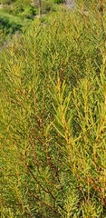 Acacia nematophylla