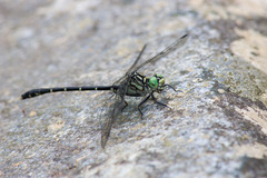 Stylogomphus albistylus