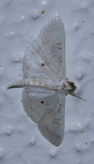 Palpita horakae