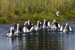Pelecanus conspicillatus