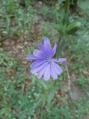 Cichorium intybus