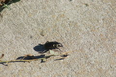 Calosoma cancellatum
