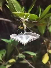 Cydalima