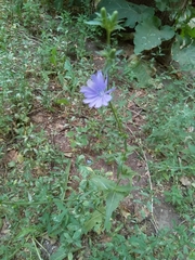 Cichorium intybus