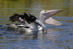 Pelecanus conspicillatus