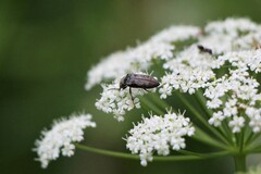 Prosternon tessellatum