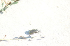 Calosoma cancellatum