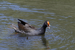 Gallinula tenebrosa