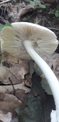 Amanita vaginata alba